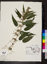 Urtica gracilis subsp. gracilis image