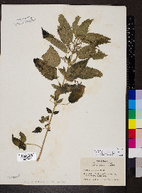 Urtica gracilis image