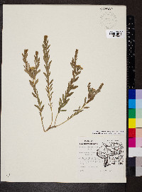 Comandra umbellata subsp. umbellata image