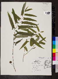 Endodeca serpentaria image