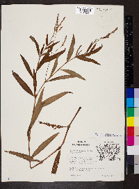 Persicaria setacea image