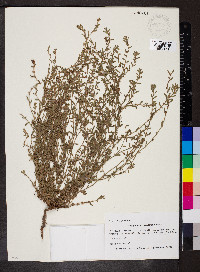 Polygonum arenastrum image