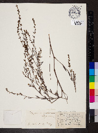 Polygonum ramosissimum image