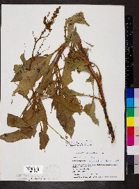 Rumex altissimus image