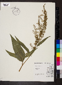 Rumex altissimus image