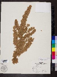 Rumex cristatus image