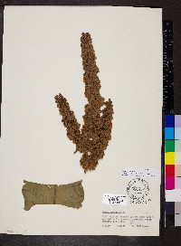 Rumex cristatus image