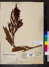 Rumex fueginus image