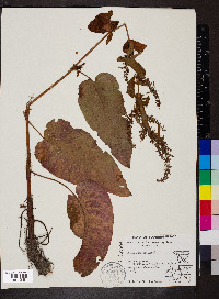 Rumex obtusifolius image