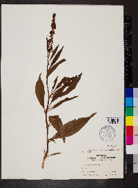 Rumex triangulivalvis image