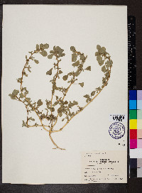 Amaranthus albus image