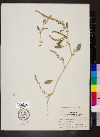 Amaranthus arenicola image