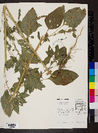 Amaranthus hybridus image