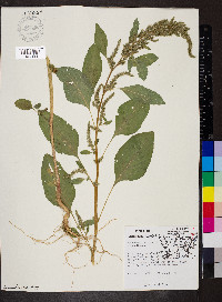 Amaranthus hybridus image