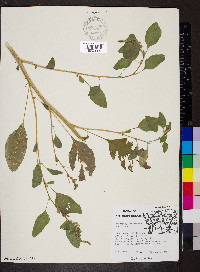 Amaranthus hybridus image