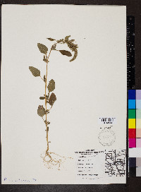 Amaranthus retroflexus image