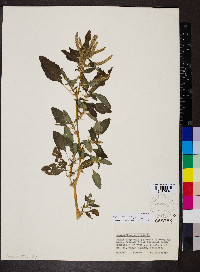 Amaranthus spinosus image