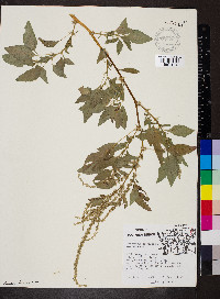 Amaranthus spinosus image