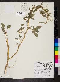 Amaranthus spinosus image