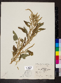 Amaranthus tuberculatus image