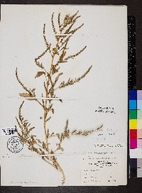 Amaranthus tuberculatus image