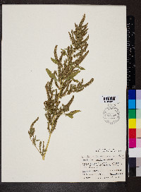 Amaranthus tuberculatus image