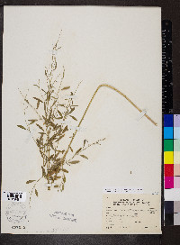 Chenopodium leptophyllum image