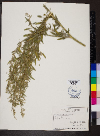 Chenopodium pallescens image