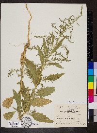 Dysphania anthelmintica image