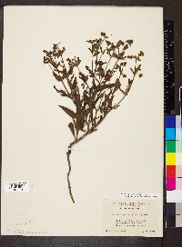 Mirabilis albida image