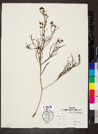 Mirabilis linearis image