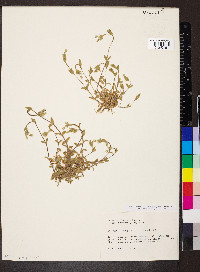 Cerastium fontanum subsp. vulgare image