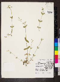 Cerastium fontanum subsp. vulgare image
