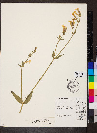 Silene latifolia image