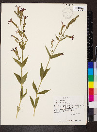 Silene regia image