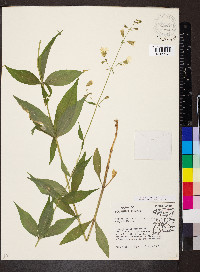 Silene stellata image