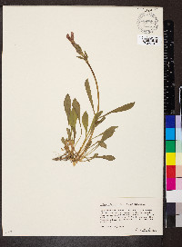 Silene stellata image