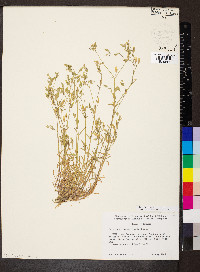 Dichodon viscidum image