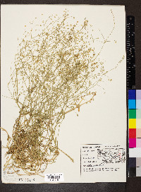 Gypsophila paniculata image