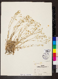 Arenaria michauxii image