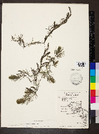 Ceratophyllum echinatum image