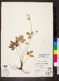 Ranunculus carolinianus image