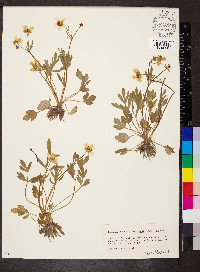Ranunculus fascicularis image