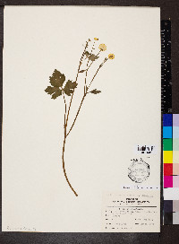 Ranunculus repens image