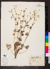 Ranunculus sardous image
