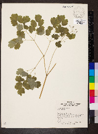 Thalictrum dioicum image