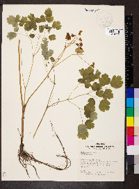 Thalictrum dioicum image