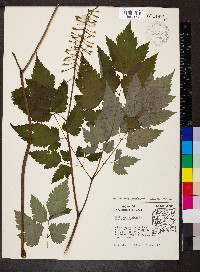 Actaea pachypoda image