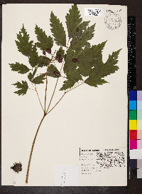 Actaea rubra image