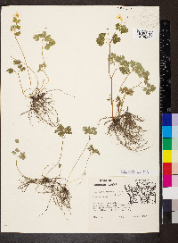 Enemion biternatum image